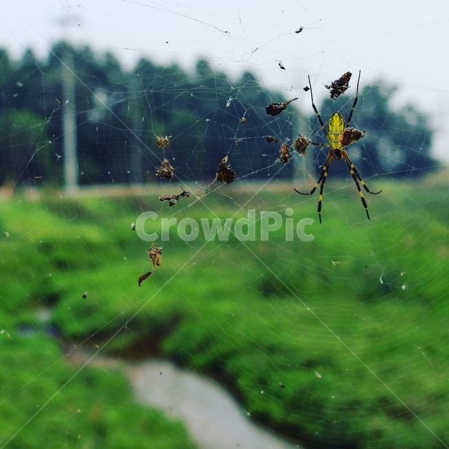 시골,거미,거미줄,풍경,풍경사진,동물,animal,곤충,벌레,insect,bug