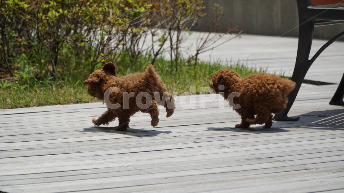 pet,dog,개,animal,동물,강아지,푸들,반려견,반려,애완,댕댕이,꼬물이,동물,animal,포유류,mammal,개,강아지,dog,doggy