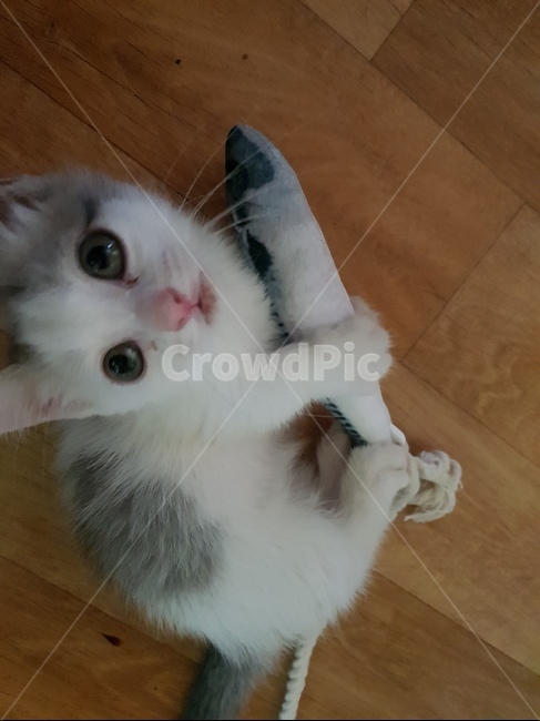 먼치킨,고양이,cat,캣닢고양이,고양이장난감,동물,animal,포유류,mammal,고양이,cat,kitten,kitty