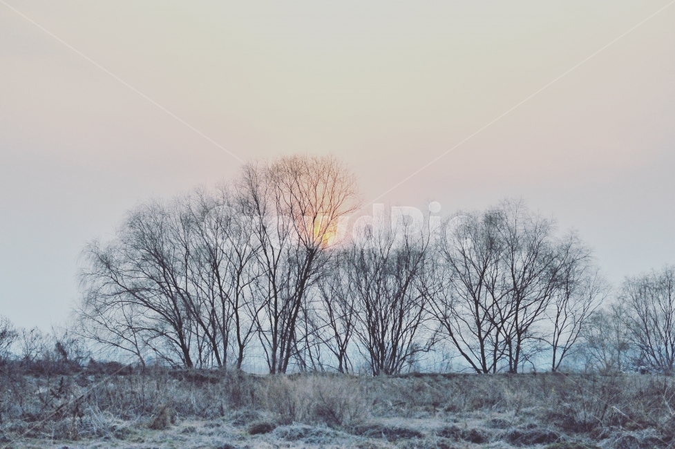 겨울,풍경,일출,안개,눈,늪지,쓸쓸함,앙상함,겨울,계절,winter,season,자연,풍경,nature,landscape,outdoors,옥외