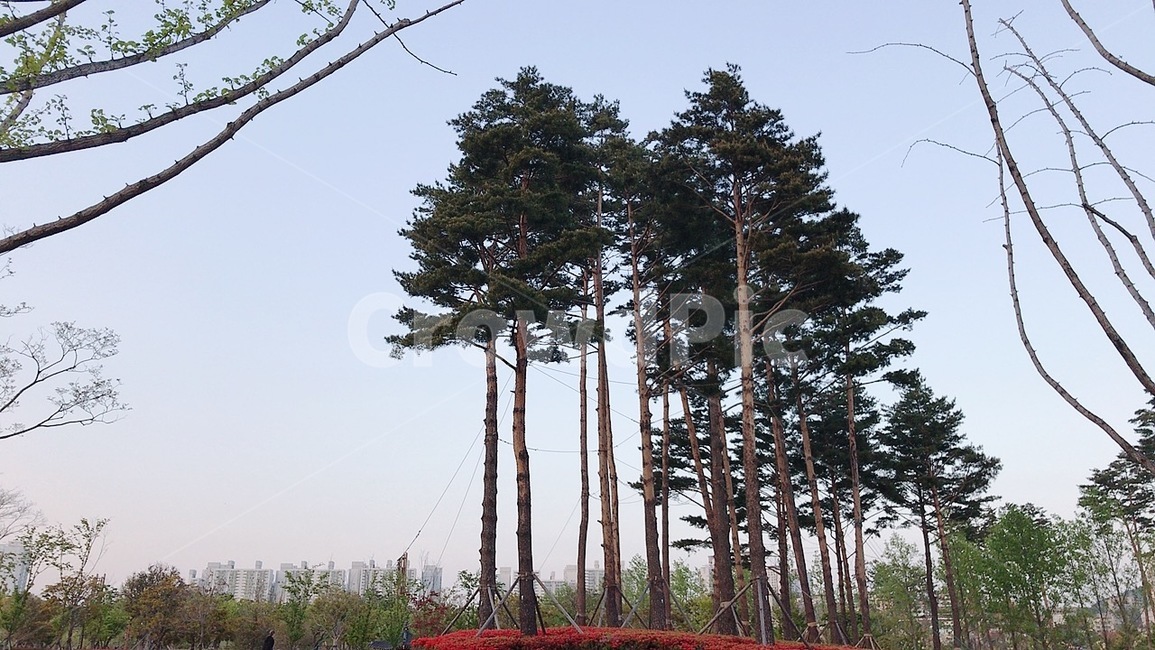 tree,나무,plant,식물,초록,하늘,나뭇잎,가지,줄기,긴줄기,긴줄기나무,가로수,공원나무