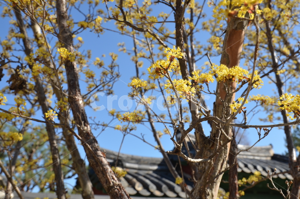 꽃,봄,나무,노란꽃,꽃나무,노랑꽃,노랑,노랑색,봄,계절,spring,season,식물,자연,plants,nature,꽃,flower,plant