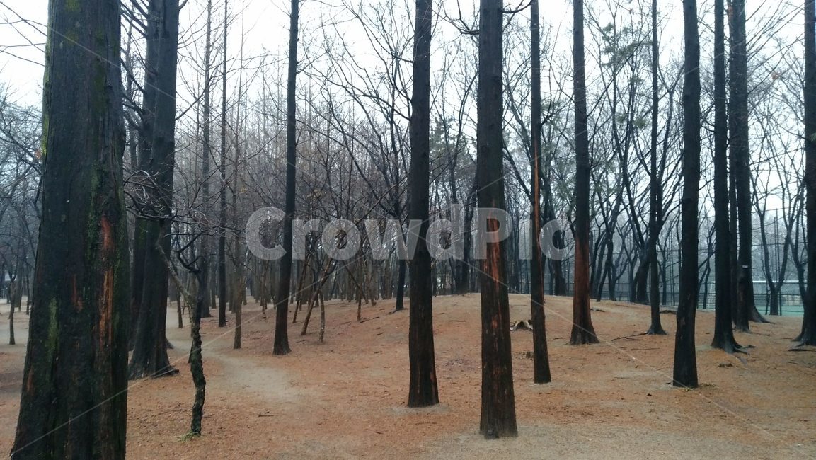 공원,산책,나무,숲,감성,겨울,나뭇가지,들판,숲속,산림,풍경,자연,힐링,tree,forest,가을