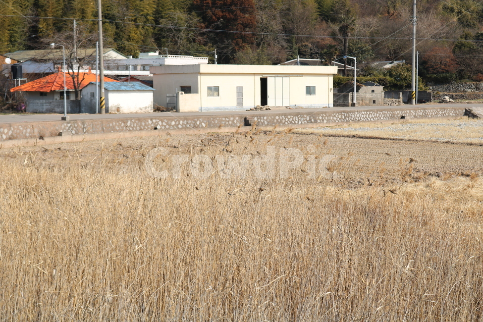 갈대,억세,참새,떼,시골,풍경,시골,마을,풍경,landscape,country,rural,town