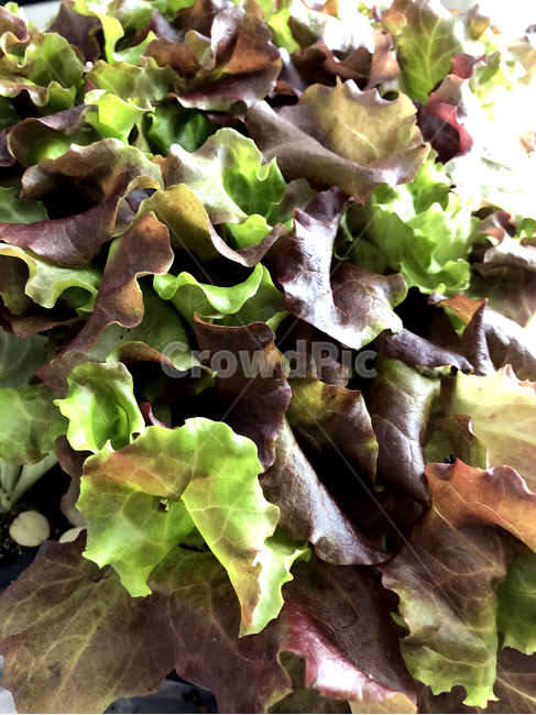lettuce,상추,음식,식물,plant,야채,vegetable,green,food,자연,적상추,초록상추,상추쌈,초록,모종,상추모종,채소,야채,vegetables