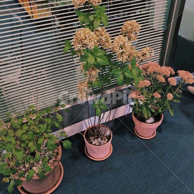 꽃,화분,인테리어소품,카페,식물,plant,flower,실내용화초,화분,화초,house plant