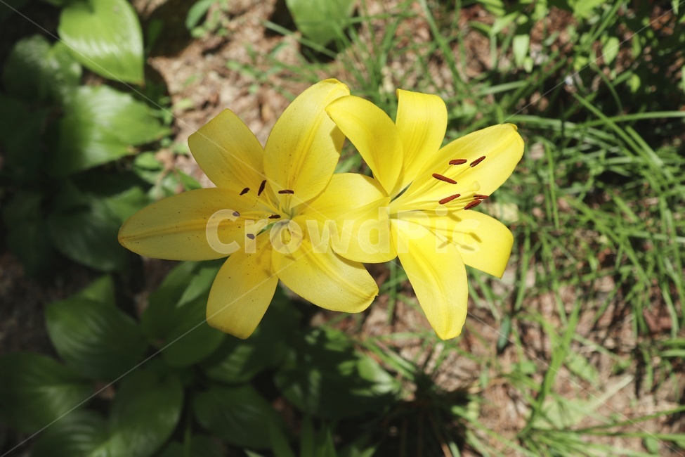꽃,노랑꽃,식물,flower,yellow,노랑,식물,자연,plants,nature,꽃,flower
