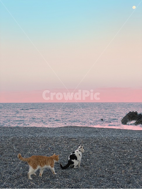 고양이,하늘,바다,일몰,노을,cat,animal,sea,sky,sunset,달,moon