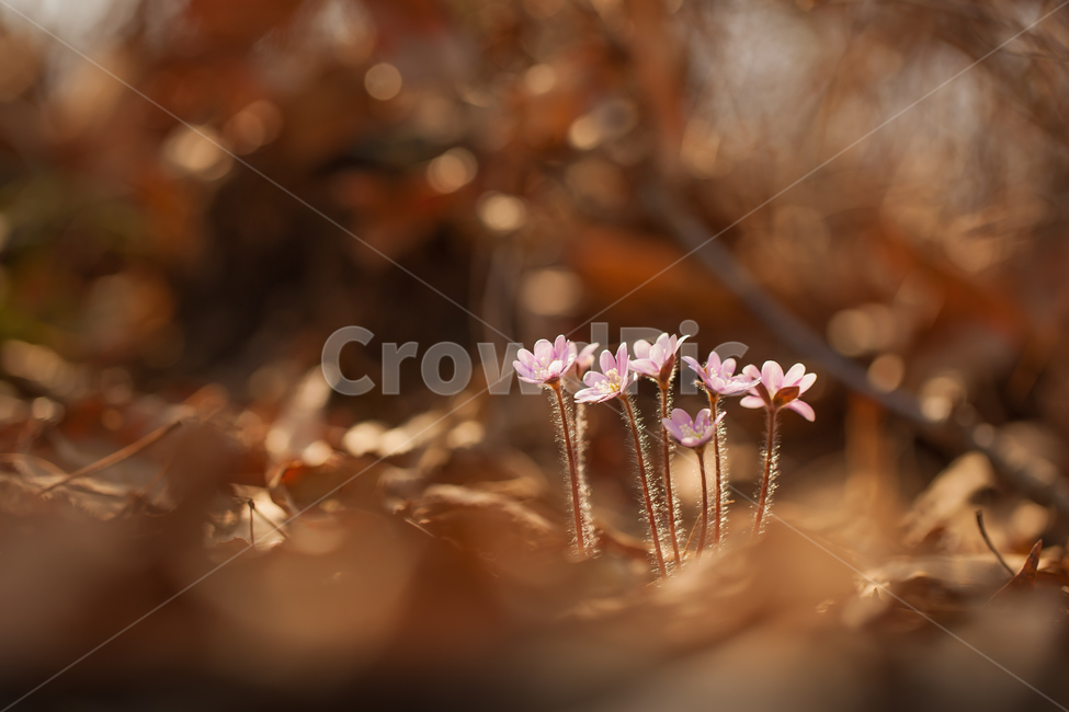노루귀,야생화,분홍노루귀,구봉도,봄꽃,wildflower,hepatica,liverleaf,hepaticaasiatica,식물,자연,plants,nature,꽃,flower