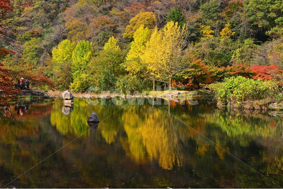 water,nature,자연,장성,백양사,벡양사가을,outdoors,tree,나무,plant,식물,maple,단풍,leaf,잎,가을,계절,딘풍잎,추색,추경,경치,경관,픙경,가을,계절,fall,autumn,season