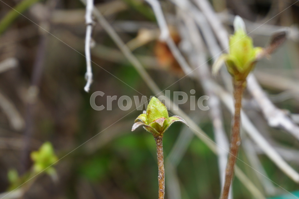 봄,3월,새순,연두색,나뭇가지,꽃망울,마른가지,녹색,식물,자연,plants,nature