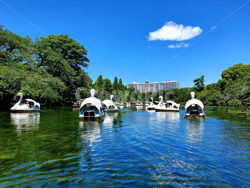 river,boat,호수,오리배,이노카시라공원,강,물,배,구름,도쿄,일본,공원