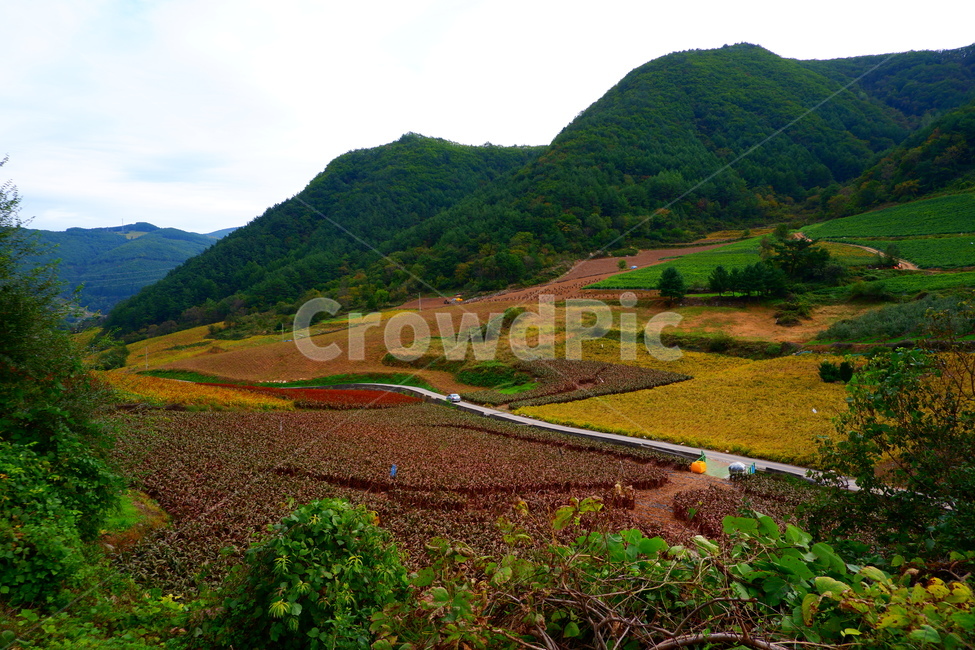 자연,강원도,자연인,가을,배경,표지,평화,들판,길,언덕,countryside,nature