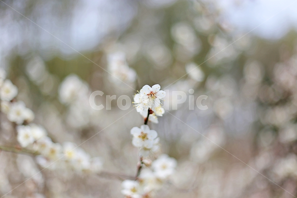 매화,매화꽃,꽃,flower,매화나무,봄,계절,spring,season,식물,자연,plants,nature,꽃,flower,plant,blossom