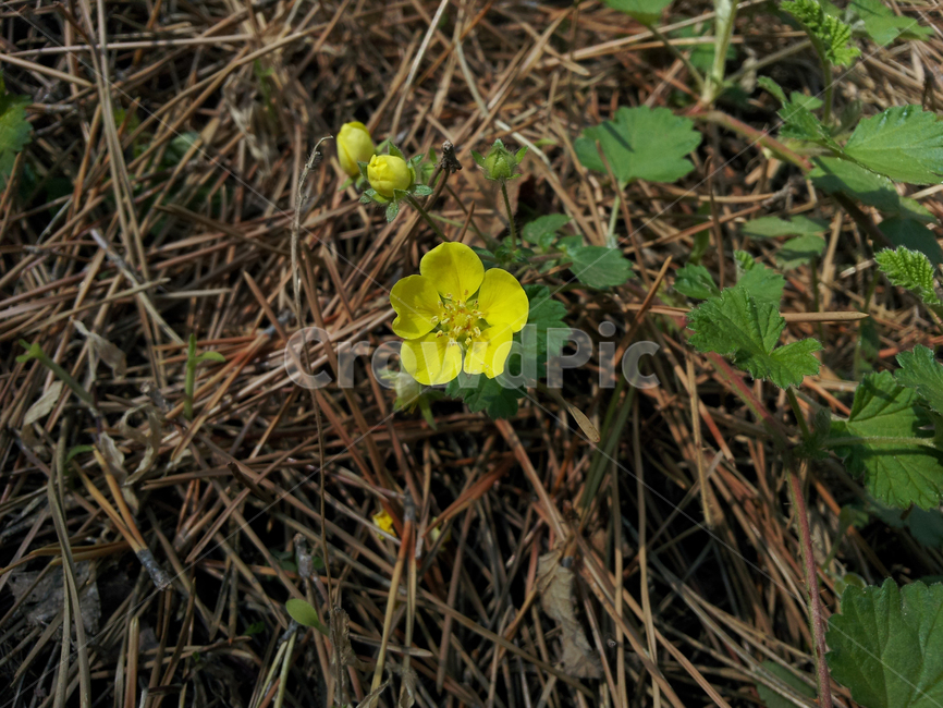 plant,식물,노랑꽃,꽃,들꽃,야생화,blossom,flower,산책,자연,nature,양지꽃,클로즈업,식물,자연,plants,nature,꽃,flower