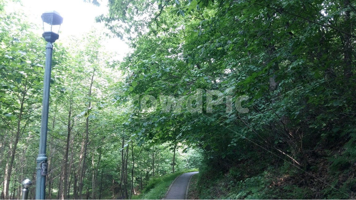 숲,나무,자연,풍경,산책,자연,풍경,nature,landscape,road,도로