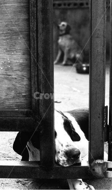 오후의잠,고독,그리움,생각,피곤,사냥개,개,문,동물,animal,포유류,mammal,개,강아지,dog,doggy,흑백,모노톤,monochrome,black and white