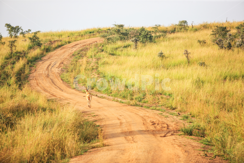 아프리카,우간다,사파리,길,임팔라,하트브레이크,초식동물,동물,야생동물,자연,풍경,여행,자연,풍경,nature,landscape,해외,외국,세계,foreign,oversea,world,세계자연풍경,해외자연풍경,외국자연풍경,world nature landscape,동물,animal,포유류,mammal,path,통로,trail,꼬리,ground,바닥