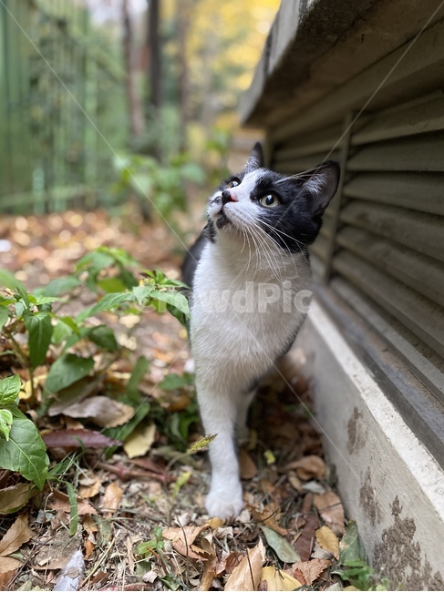 고양이,자연,동물,산책,야옹이,동물,animal,포유류,mammal,고양이,cat,kitten,kitty