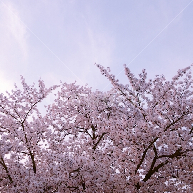 봄,꽃,벚꽃,만개,하늘,봄,계절,spring,season,식물,자연,plants,nature,꽃,flower,plant