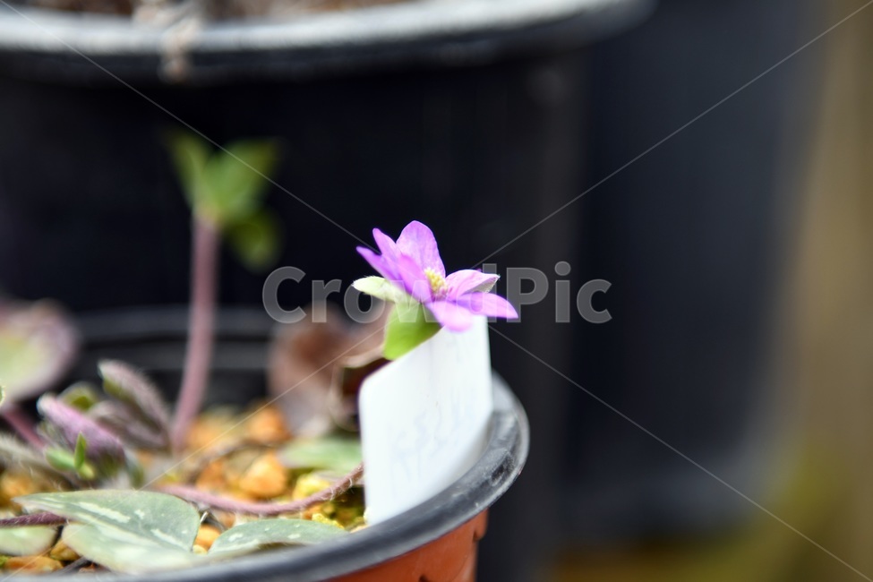 식물,꽃,감성사진,자연,flower,꽃사진,봄,봄꽃,계절,감성,4월,spring,힐링,자연풍경,풍경,봄,계절,spring,season,식물,자연,plants,nature,꽃,flower,cake,케이크,dessert,디저트,food,음식