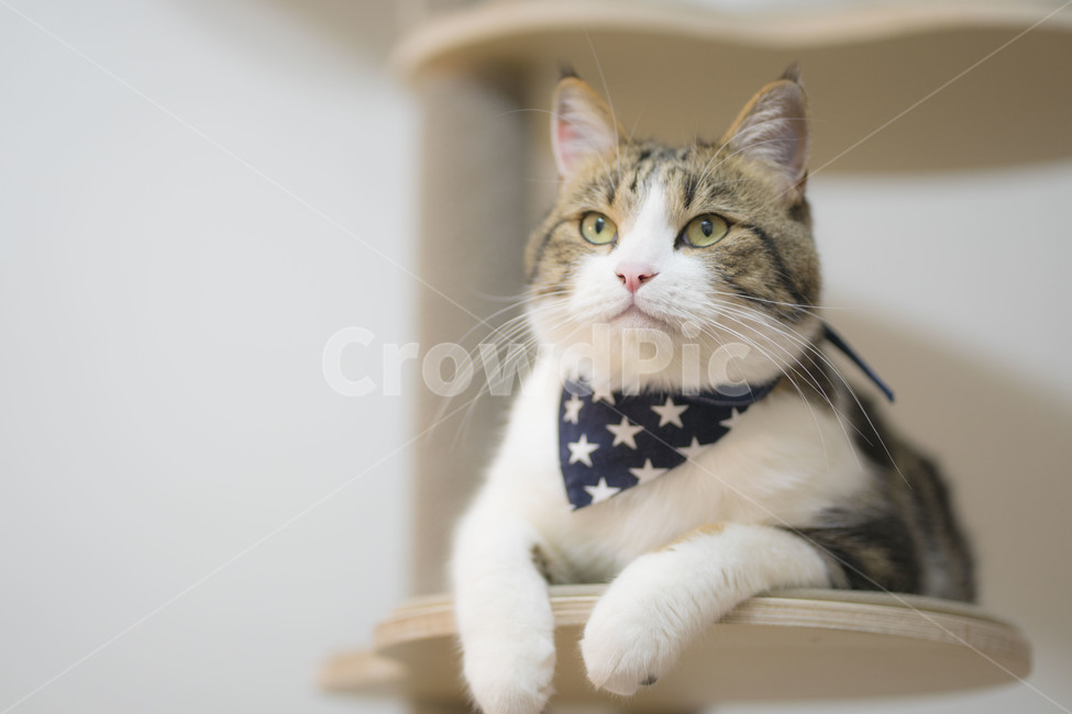 고양이,동물,브숏,브리티시숏헤어,집사,귀여움,반려동물,pet,펫,동물,animal,포유류,mammal,고양이,cat,kitten,kitty