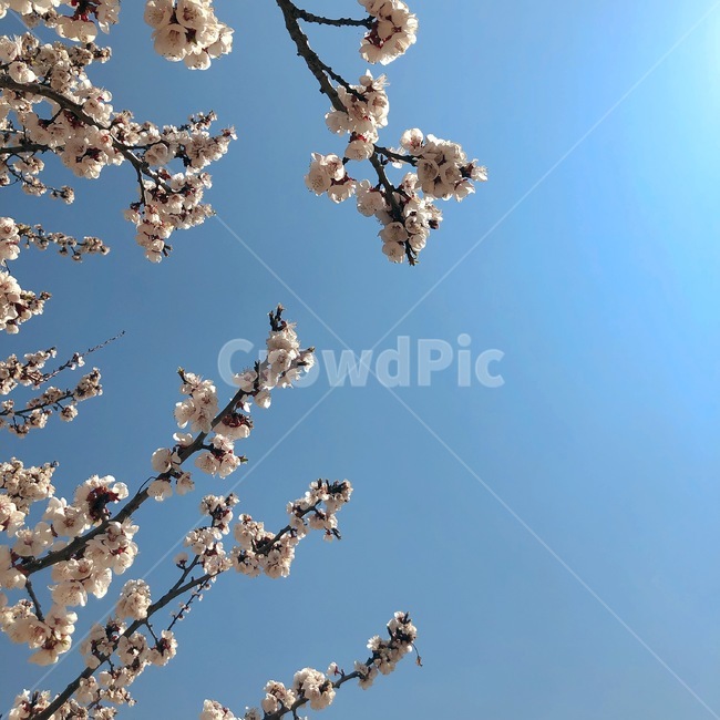 하늘,밝음,햇살,구름,벚꽃,봄,계절,spring,season,식물,자연,plants,nature,꽃,flower,plant,cherry blossom,blossom