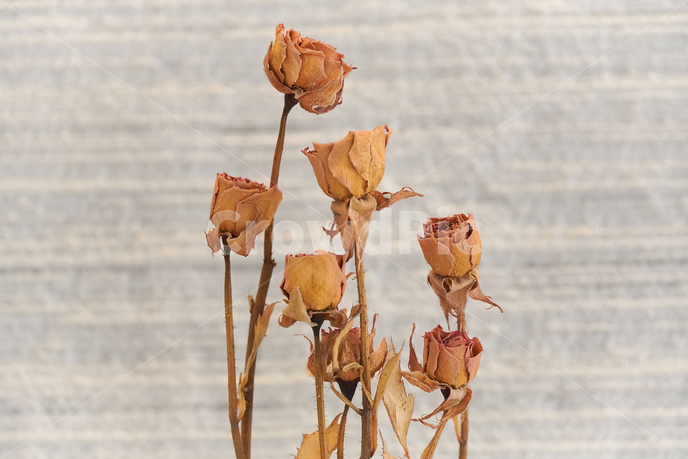 꽃,접사,힐링,배경화면,휴식,평온함,season,plants,nature,dryflower,flower,sensible,feeling,색깔,색상,색채,색감,colorsense,colorsensitivity,feelingofcolor,감성
