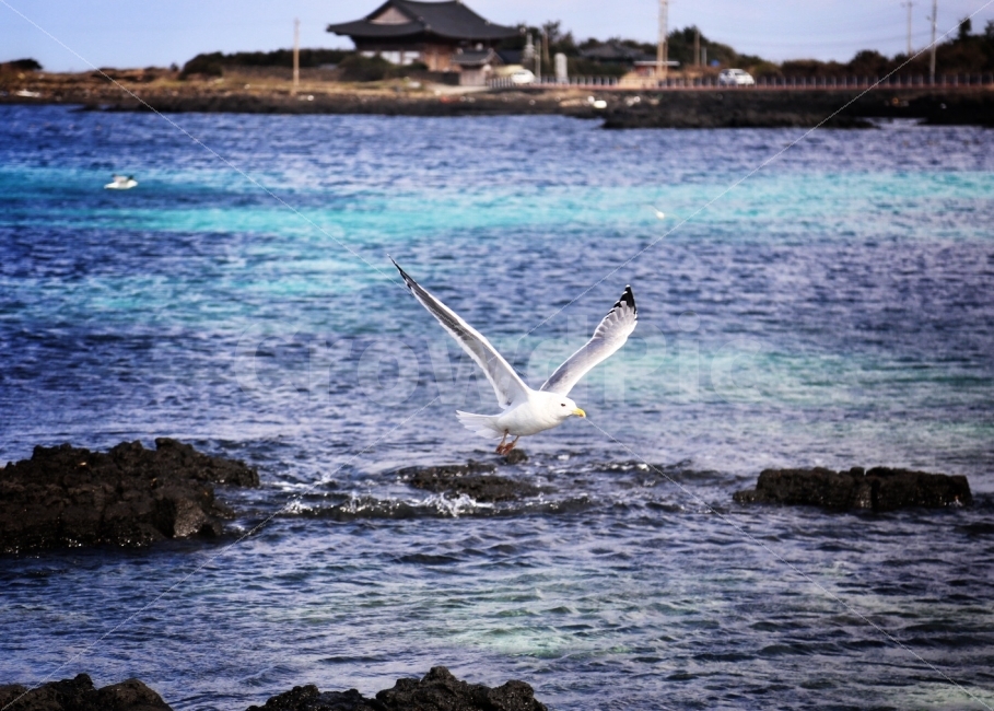 바다,갈매기,새,도전,제주,사진,이쁜사진,동물,animal,조류,새,birds