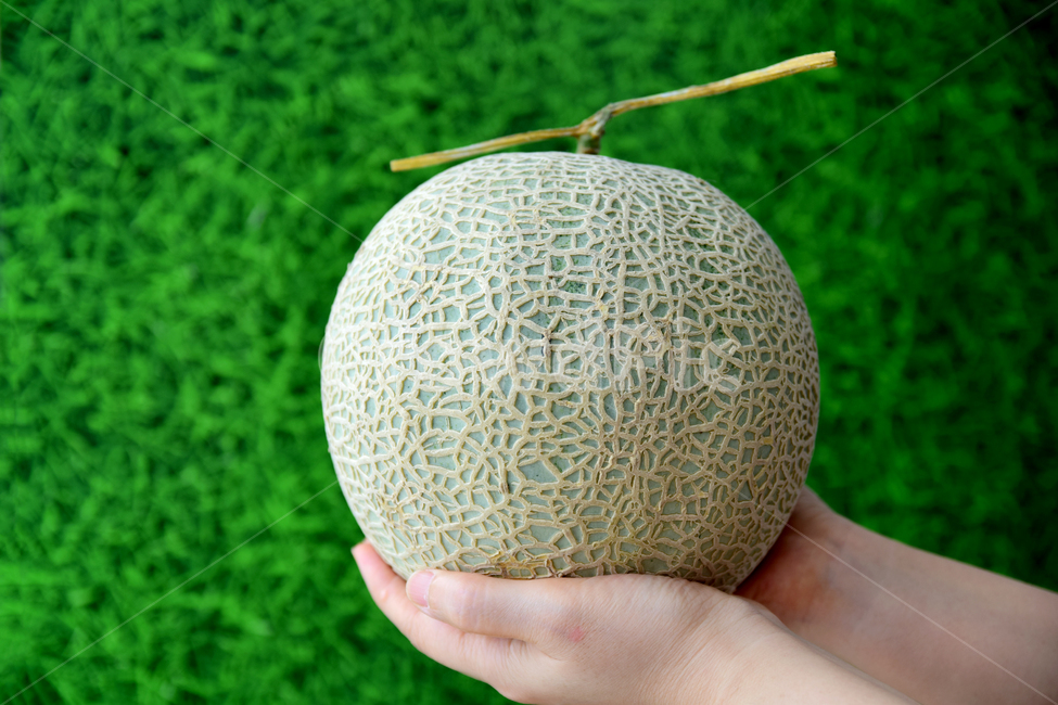 멜론,메론,과일,열대과일,식재료,손,박과,열매,melon,fruit,food,hand,finger,음식,식재료,요리,food,cook,meal,dishes,food reserves,과일,열매,fruit