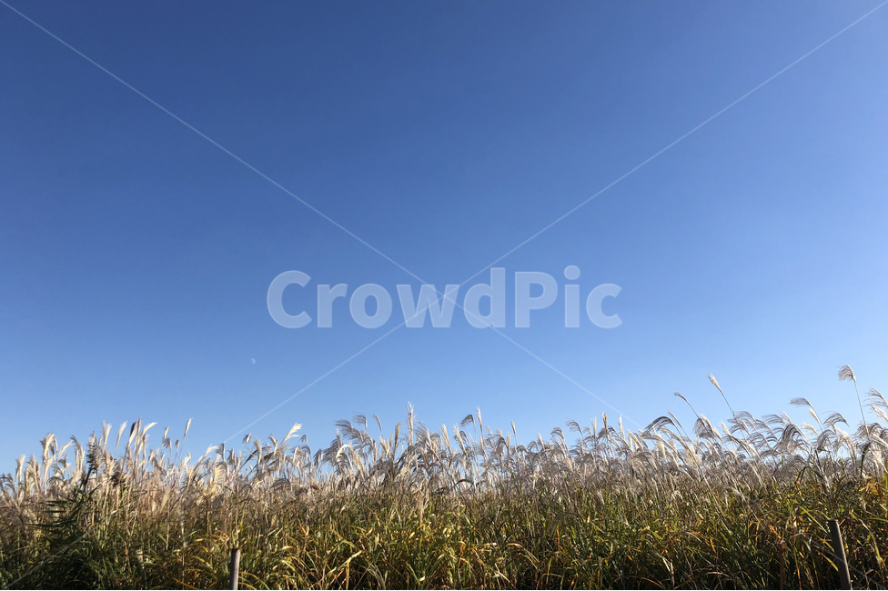 갈대,갈대밭,가을하늘,가을,가을배경,가을계절,가을풍경,가을,계절,fall,autumn,season,자연,풍경,nature,landscape,grass,잔디,plant,식물,lawn,reed