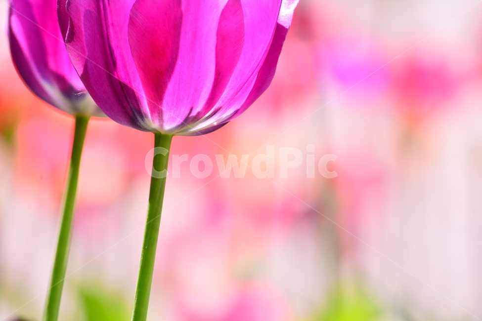 튜립,튤립,봄꽃,봄이미지,아름다운,꽃,꽃소식,flowers,beautiful,화려한,화사한,정원,가든,앞마당,plants,spring,pretty,예쁜,garden,접사,마크로,macro,클로즈업,구근식물,네덜란드,핑크색,pink,진분홍,보케,빛망울,배경흐림,feeling,emotion,sensible,감성,봄,계절,spring,season,식물,자연,plants,nature,꽃,flower,plant