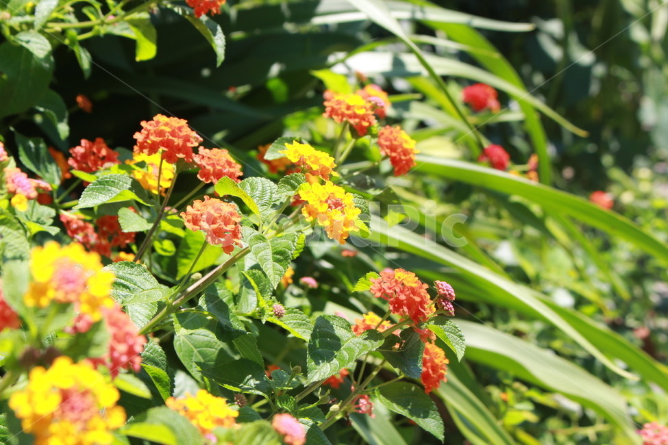 공원,거리,plant,식물,꽃,식물,자연,plants,nature,꽃,flower