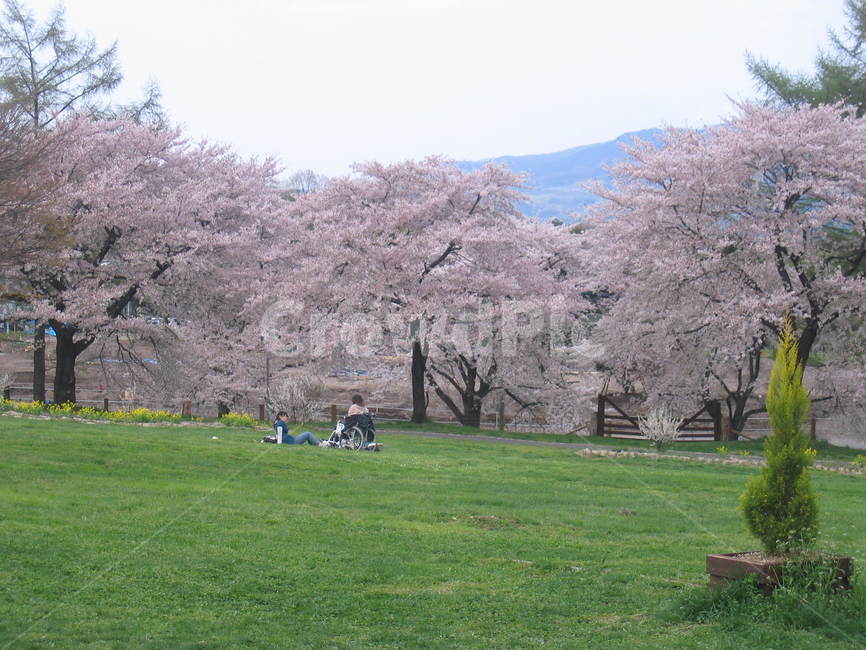 공원,벗꽃,park,cherryblossem,잔디