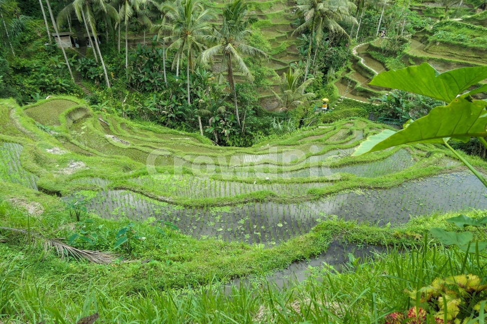 나무,논,풍경,tree,palmtree,ricefield,인도네시아,그린,밭,green,자연,풍경,nature,landscape,시골,마을,country,rural,town,해외,외국,세계,foreign,oversea,world,세계자연풍경,해외자연풍경,외국자연풍경,world nature landscape,산업,industry,industrial,농업,농사,agriculture,farming,farming industry,vegetation,초목,plant,식물
