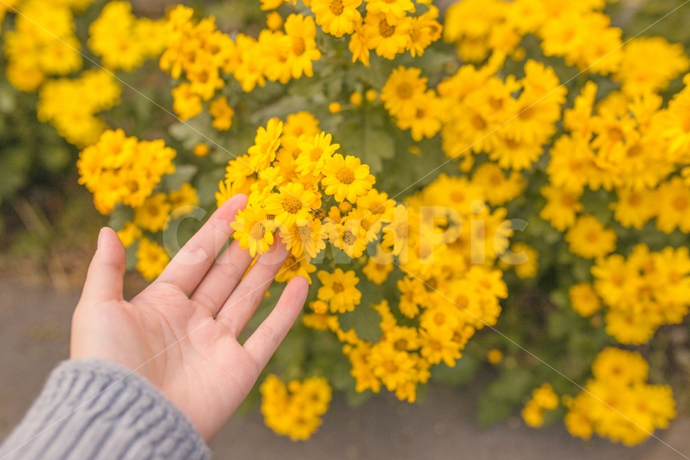 자연,꽃,들국화,손,감성사진,풍경,꽃밭,노랑,yellow,nature,flower,flowers,hands,emotion,연두,그린,green,가디건,가을,가을느낌,느낌,분위기,디자인,표지,식물,자연,plants,nature,꽃,flower,사람,인물,인간,human,person,신체일부,몸,body,감성,sensible,feeling