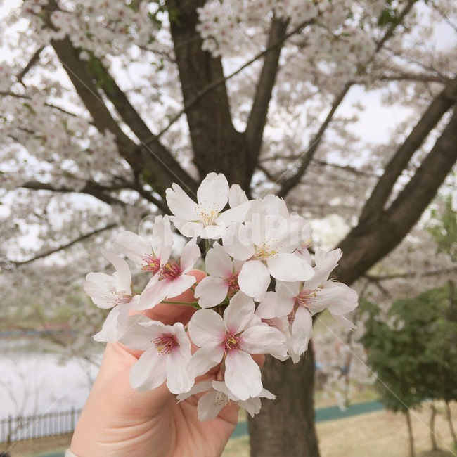 벚꽃,벚꽃나무,꽃,꽃구경,봄