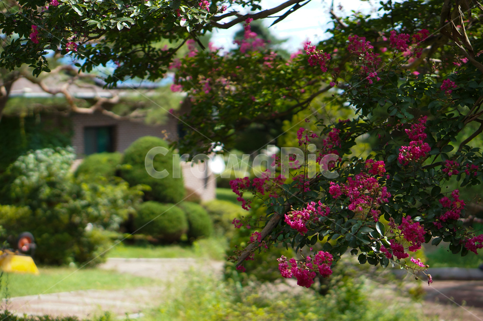 베롱나무,베롱꽃,핑크,풍경,여름,식물,자연,plants,nature,꽃,flower