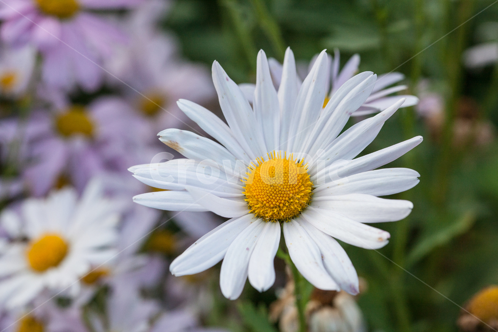 구절초,들꽃,꽃,가을,식물,botanical,flowers,식물,자연,plants,nature,꽃,flower