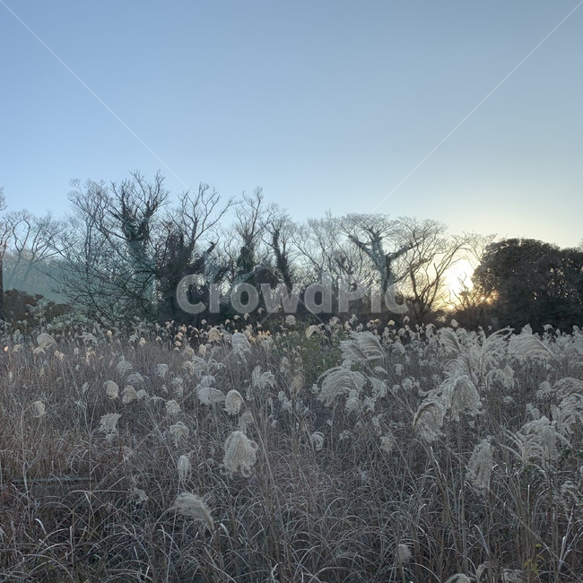 제주,jeju,억새,노을,자연,자연,풍경,nature,landscape,outdoors,옥외,snow,눈,frost,서리