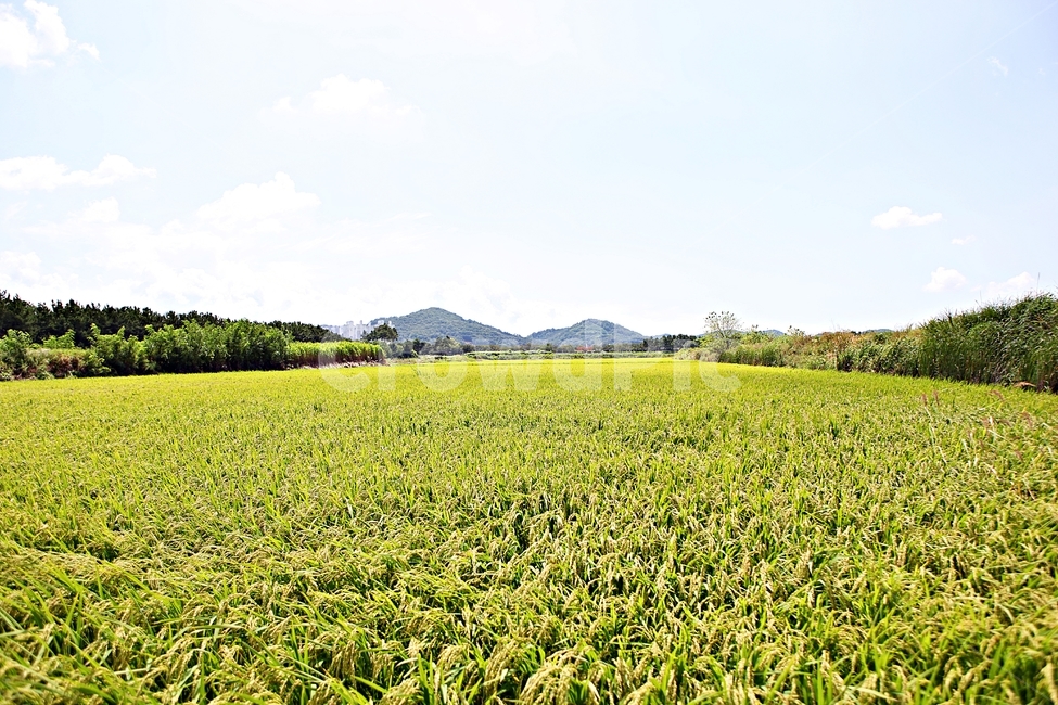 벼,곡식,쌀,논,농업,농사,들,자연,풍경,하늘,구름,자연,풍경,nature,landscape,field,outdoors,옥외,grassland,목초지,farm,농장,rural,농촌