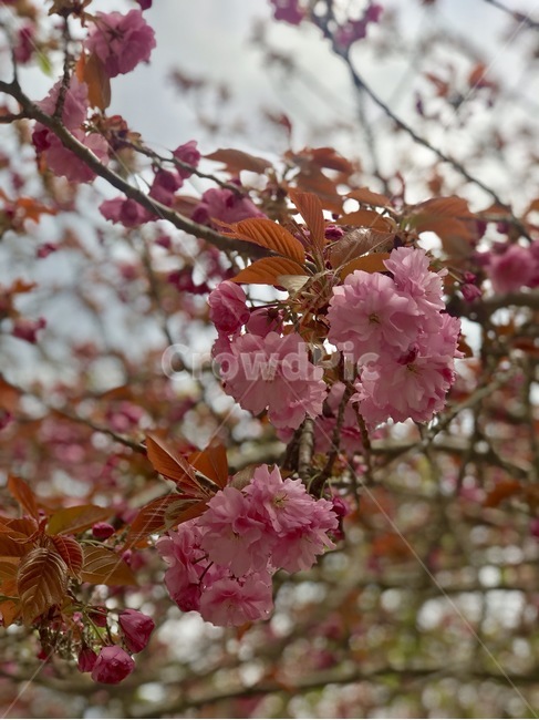 꽃,벚꽃,겹벚꽃,봄,꽃나무,봄,계절,spring,season,식물,자연,plants,nature,꽃,flower,plant,blossom