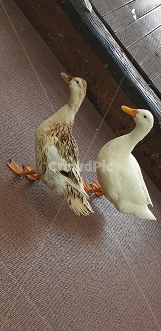 오리,거위,공원,호수,산책,데이트,bird,goose,동물,animal,조류,새,birds