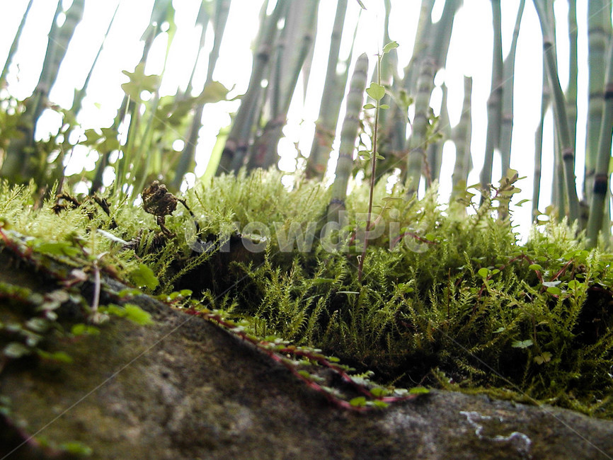 이끼,moss,식물,plant,돌이끼
