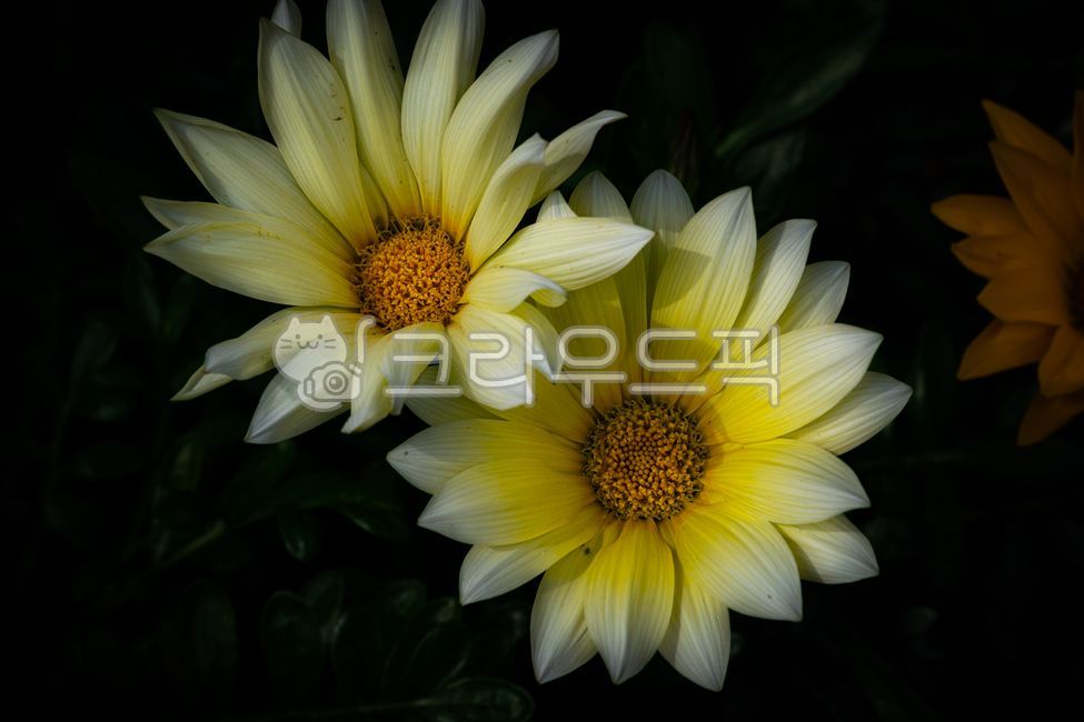 flower,꽃,가자니아,꽃잎,gazania,자연,봄