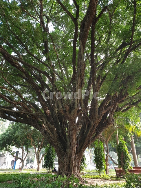나무줄기,treetrunk,나무,tree,식물,plant,베트남,하노이,나무,trees,wood