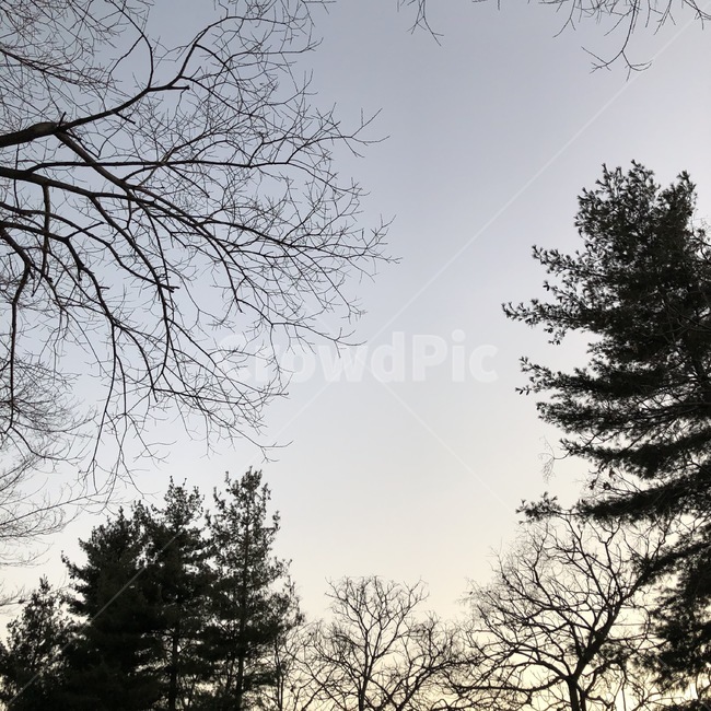 하늘,나무,저녁하늘,해질녘,어스름,노을,풍경,자연,풍경,nature,landscape,tree,plant,식물,fir,전나무,conifer,구과 식물