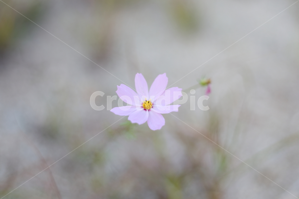 코스모스,꽃,flower,cosmos,식물,식물,자연,plants,nature,꽃,flower