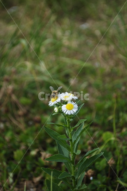 꽃,곤충,꿀벌,벌,개망초,풀,여름,식물,식물,자연,plants,nature,꽃,flower