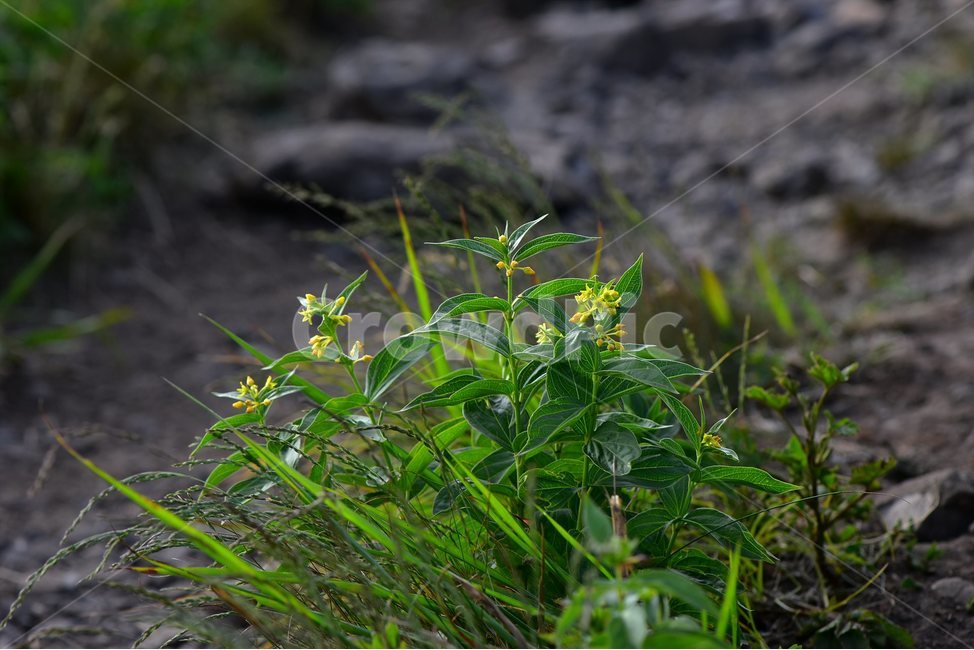 선백미꽃,야생화,꽃,식물,자연,생태,플라워,flower,plants,nature,식물,자연,plants,nature